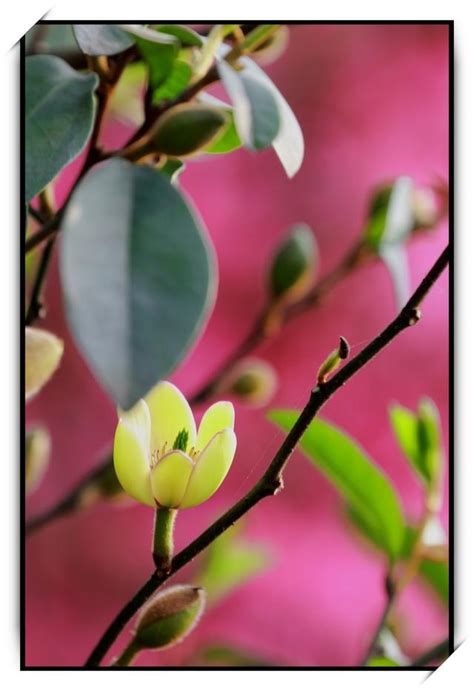 含笑花風水|【養養養花花花】想養含笑花，上盆加點“料”，枝繁葉茂，滿盆開。